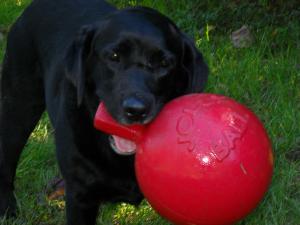 Talley loves the Jolly Ball, second only to her Tuffies Frisbee Talley english lab, anxious, behavior